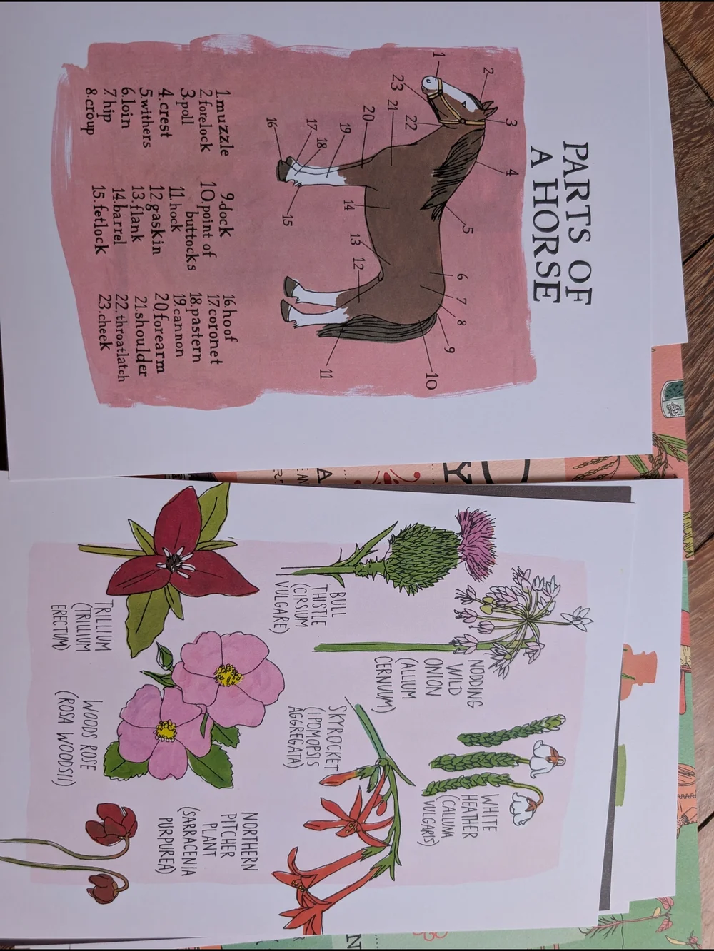 Julia Rothman Nature, Farm & Food Anatomy Boxed Set - Multi 3 Books